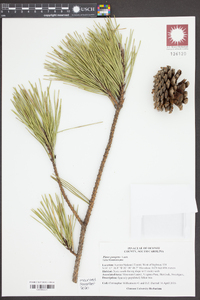 Pinus pungens image