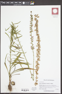 Liatris elegantula image