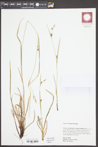 Carex corrugata image