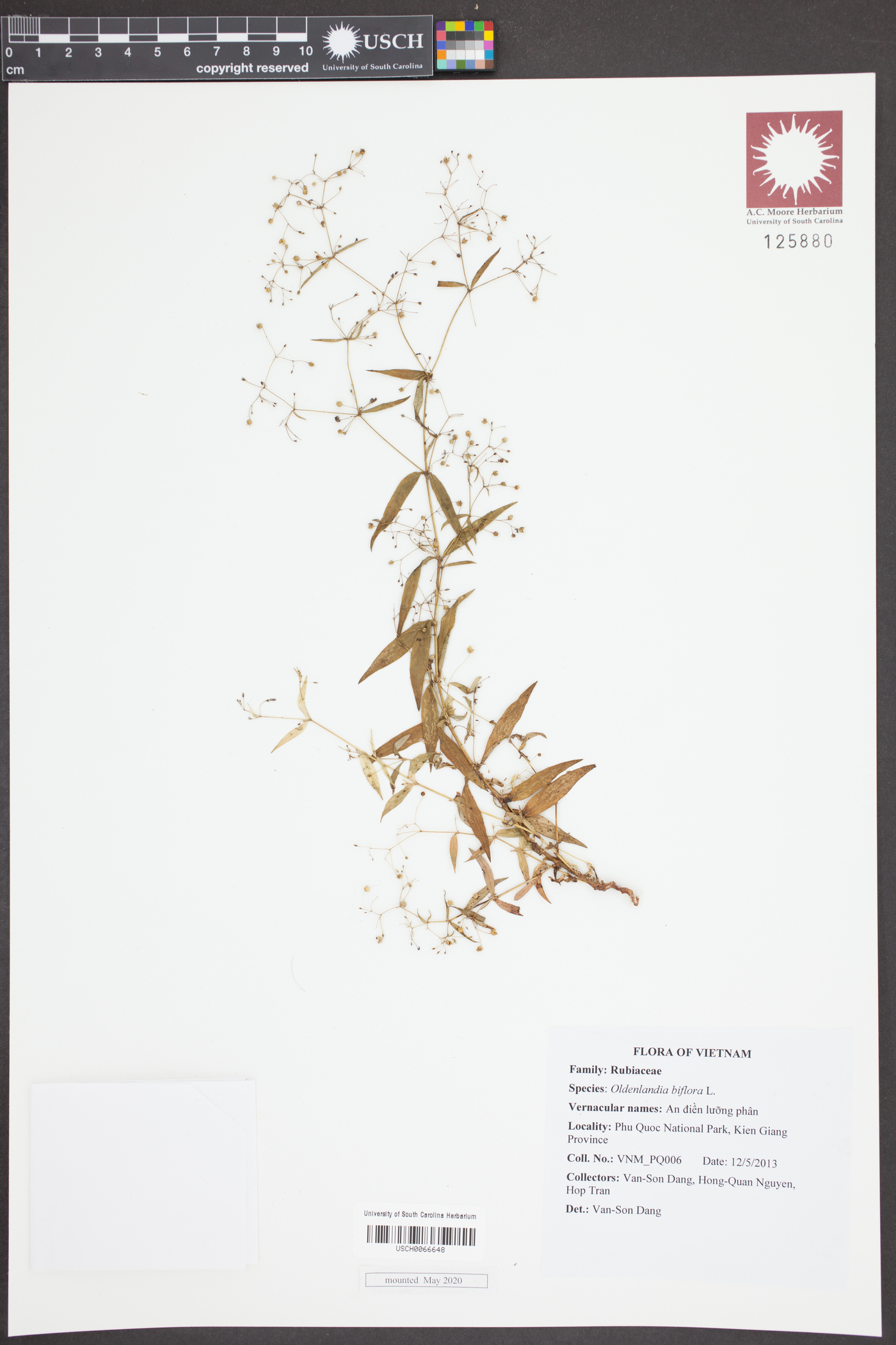 Oldenlandia biflora image