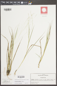 Eragrostis elliottii image