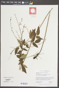 Desmodium ciliare image