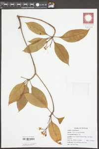 Fagraea fragrans image