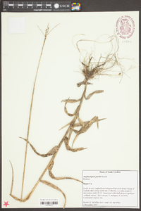 Amphicarpum purshii image