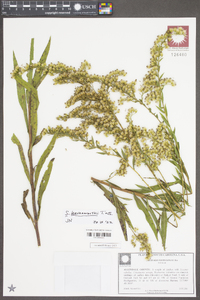 Solidago leavenworthii image