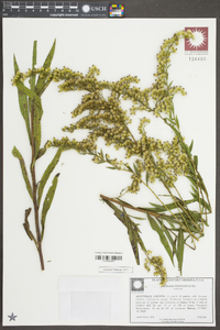 Solidago leavenworthii image