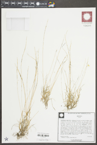 Aristida dichotoma image