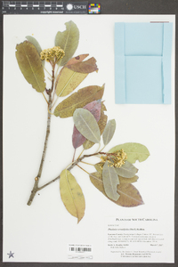 Photinia serratifolia image