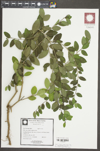 Ilex vomitoria image