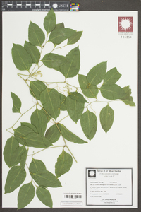 Smilax smallii image