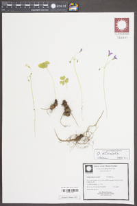 Oxalis articulata image