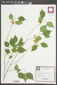 Euonymus maackii image