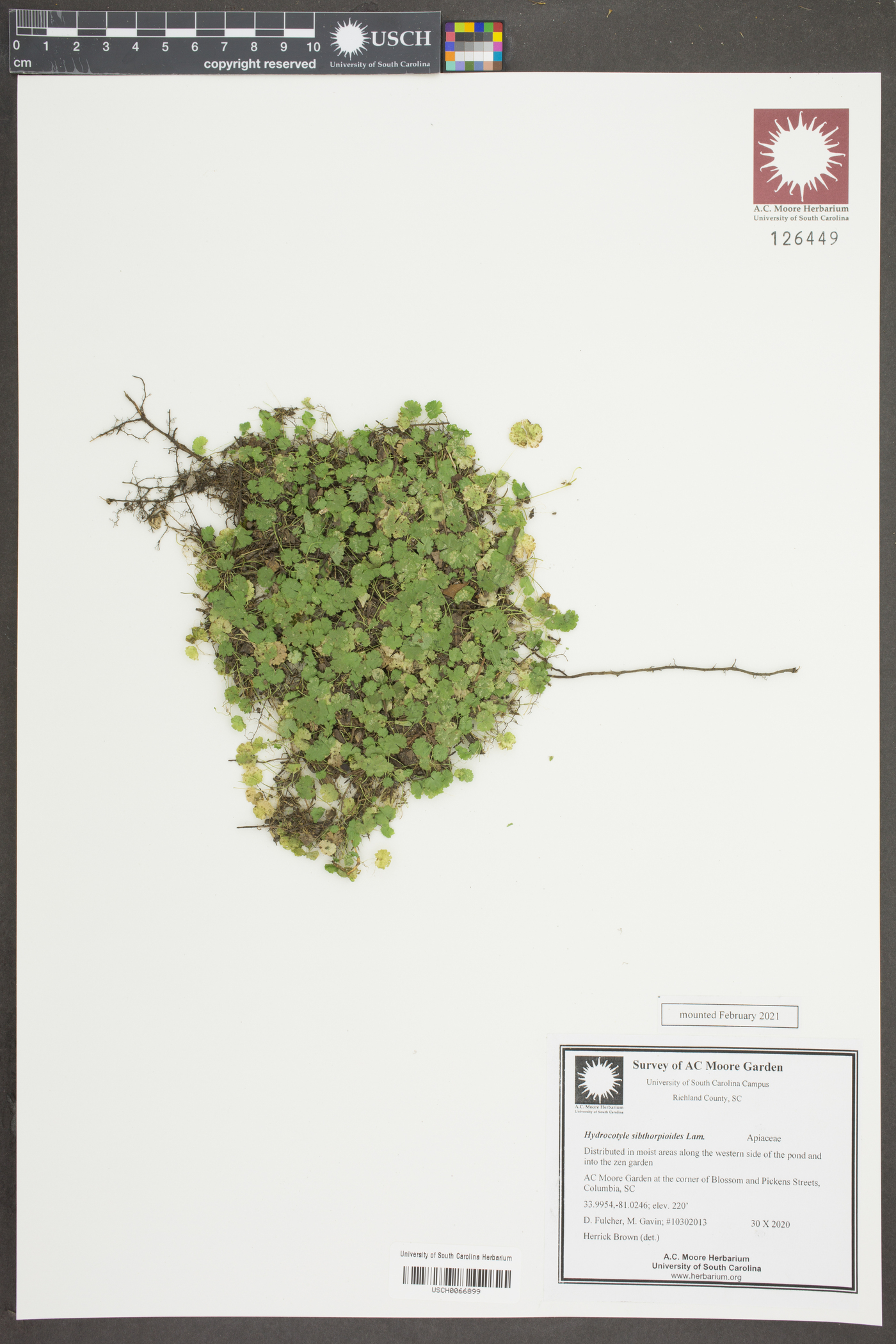 Hydrocotyle sibthorpioides image