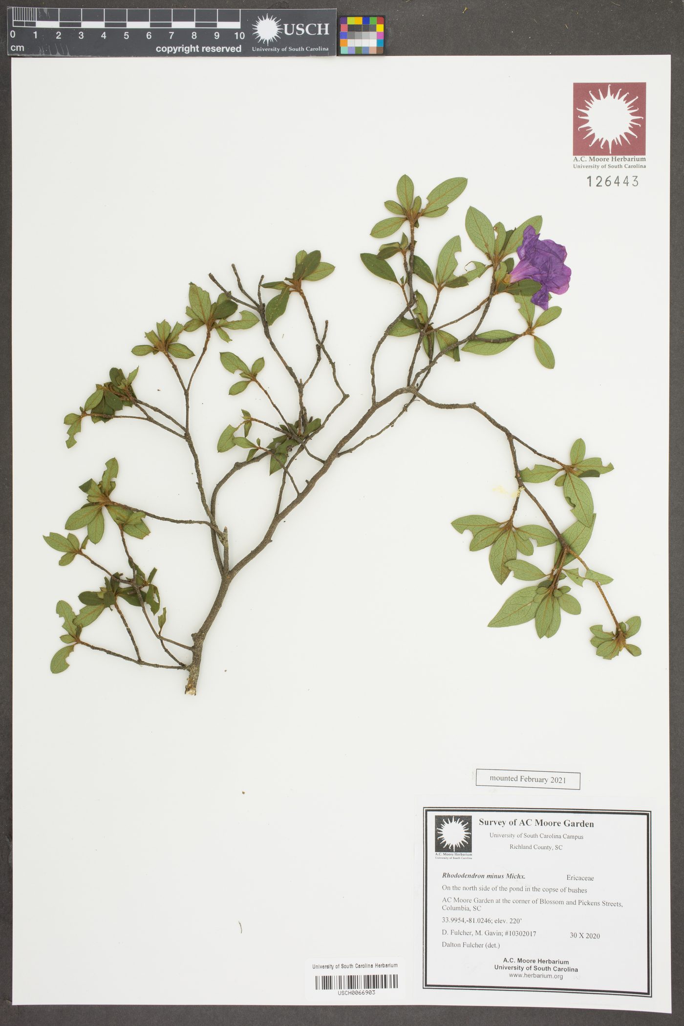 Rhododendron obtusum image