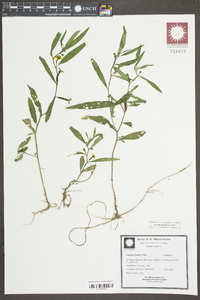 Ludwigia linearis image