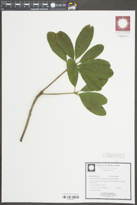 Ternstroemia gymnanthera image