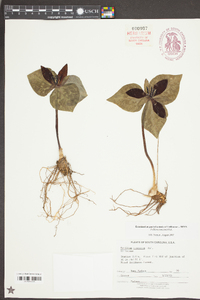 Trillium cuneatum image