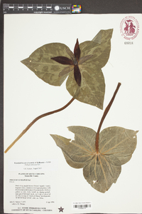 Trillium cuneatum image