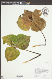 Trillium cuneatum image