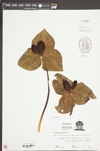 Trillium cuneatum image