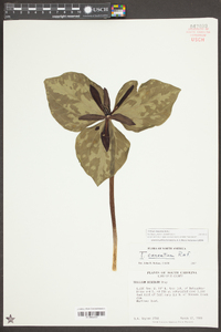 Trillium maculatum image