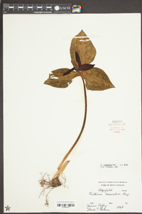 Trillium cuneatum image