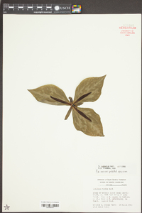 Trillium cuneatum image