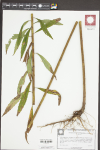 Solidago leavenworthii image