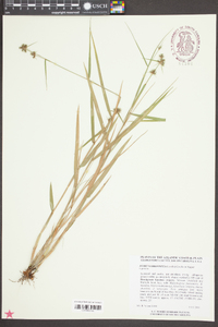 Fuirena breviseta image