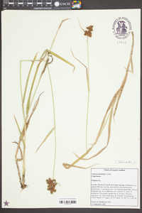 Fuirena breviseta image