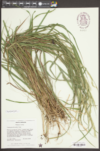 Calamagrostis porteri image