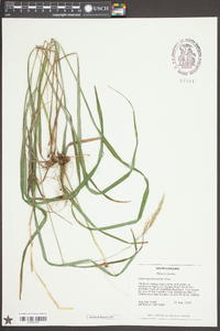 Calamagrostis porteri image