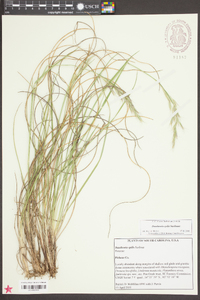 Danthonia epilis image