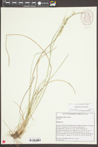 Danthonia epilis image