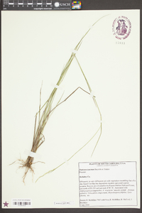 Panicum tenerum image