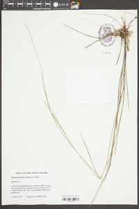 Panicum tenerum image