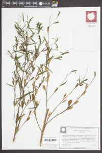 Ludwigia decurrens image