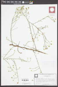 Symphyotrichum dumosum var. dumosum image