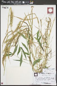 Elymus glabriflorus image