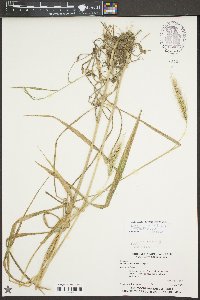 Elymus glabriflorus image