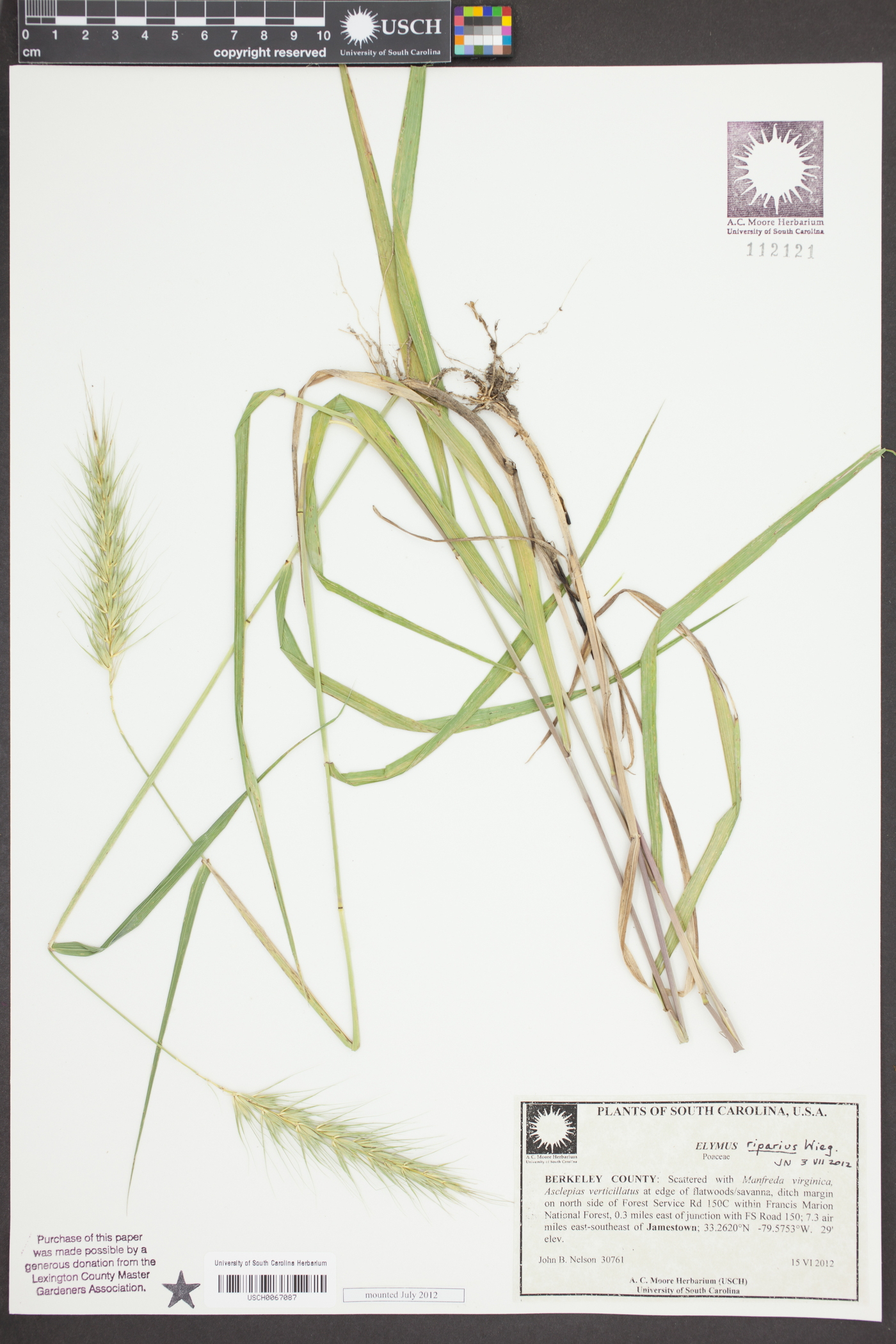 Elymus glabriflorus image
