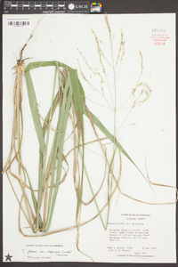 Tridens flavus var. chapmanii image