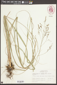 Tridens flavus var. chapmanii image