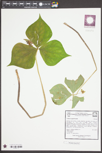 Trillium rugelii image