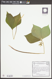 Trillium rugelii image