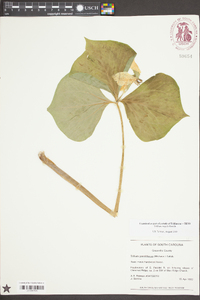 Trillium rugelii image