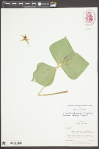 Trillium rugelii image