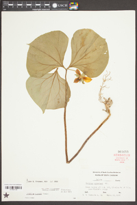 Trillium rugelii image