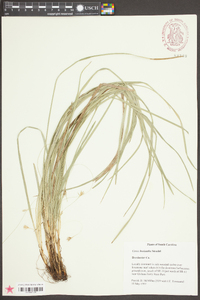 Carex basiantha image