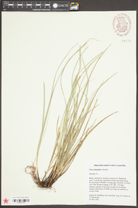 Carex basiantha image